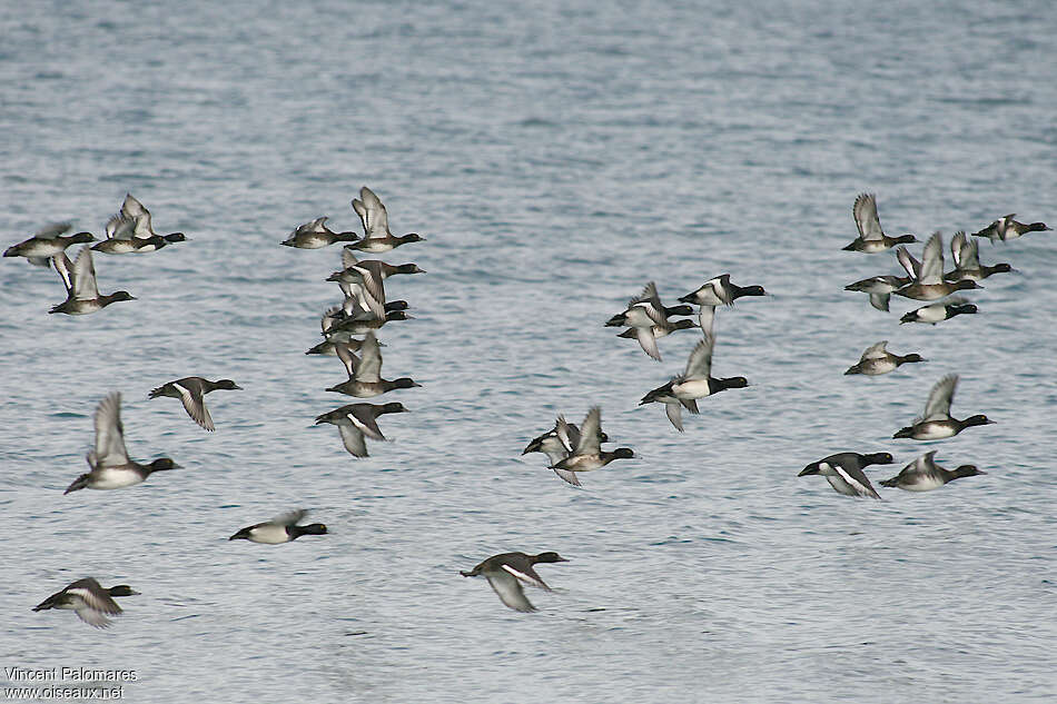 Tufted Duck, Flight, Behaviour