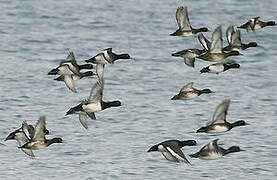 Tufted Duck