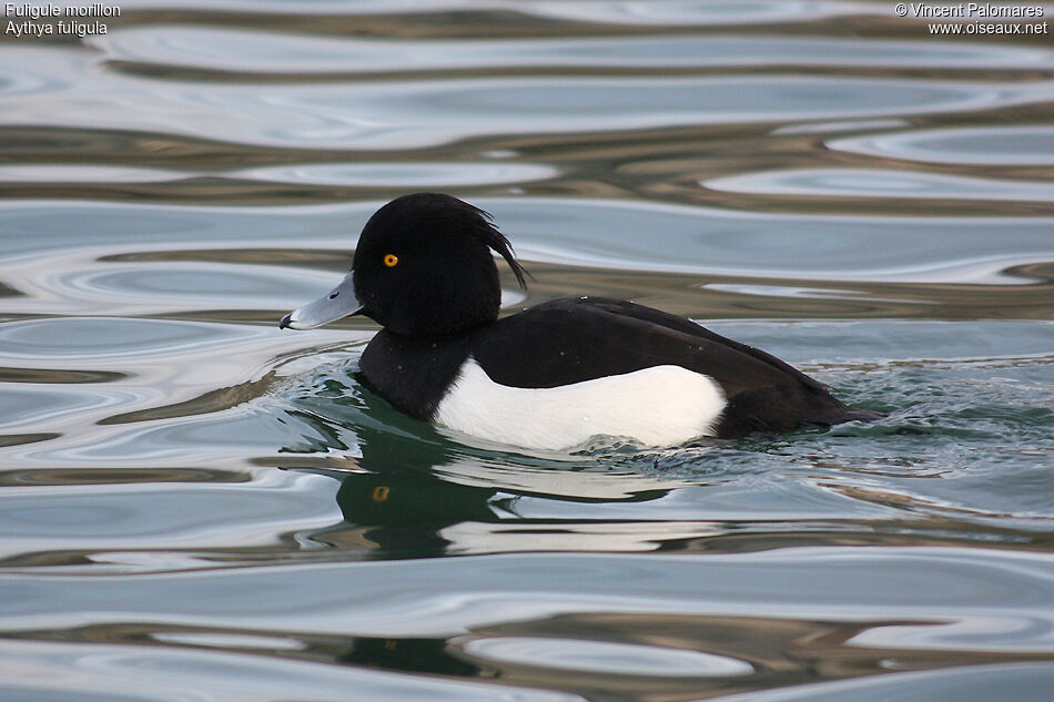 Tufted Duck male