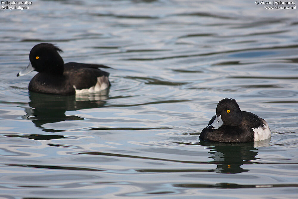 Tufted Duck male