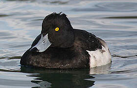 Tufted Duck