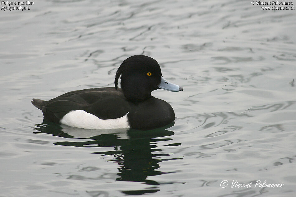 Tufted Duck male