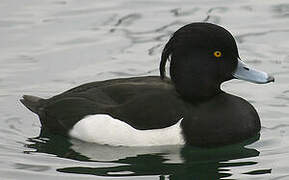 Tufted Duck