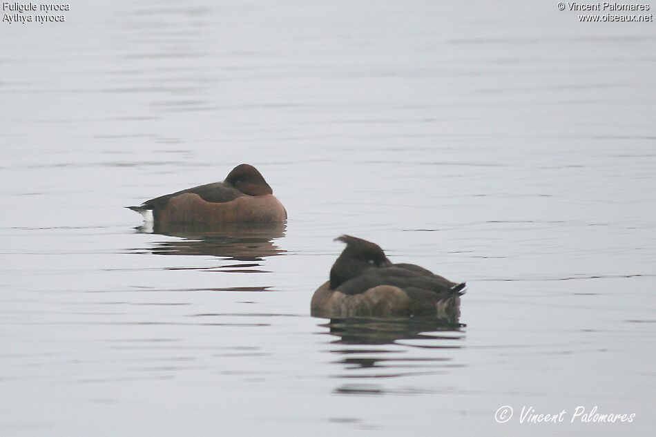 Ferruginous Duck female