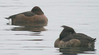 Ferruginous Duck