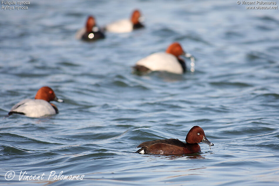 Ferruginous Duck male adult