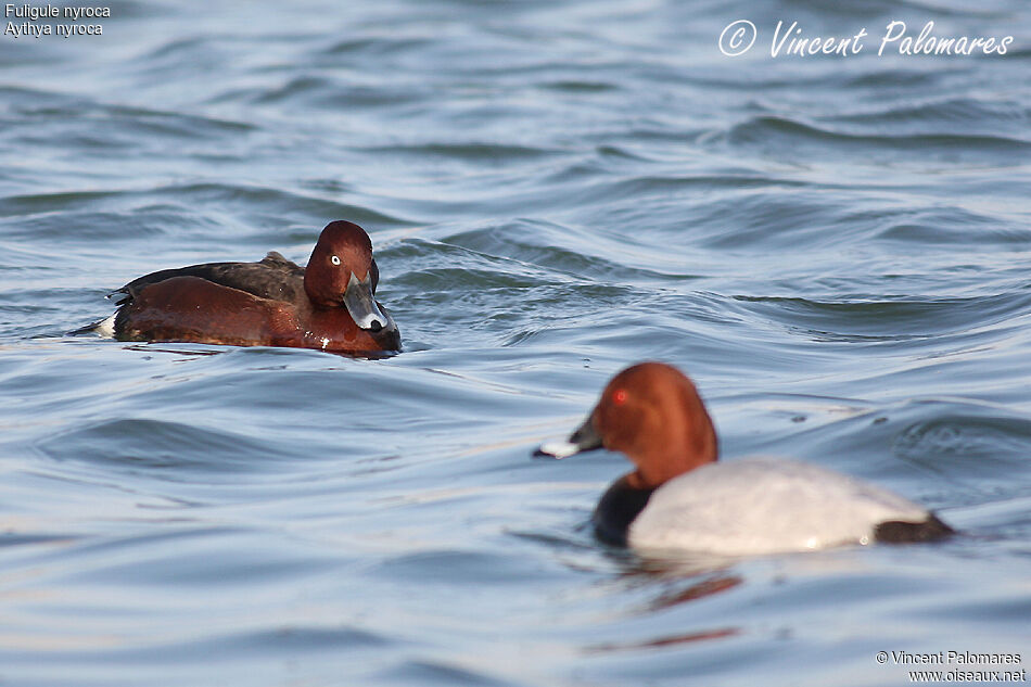 Ferruginous Duck male adult