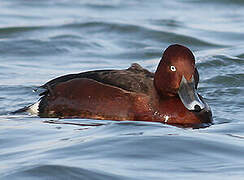 Ferruginous Duck