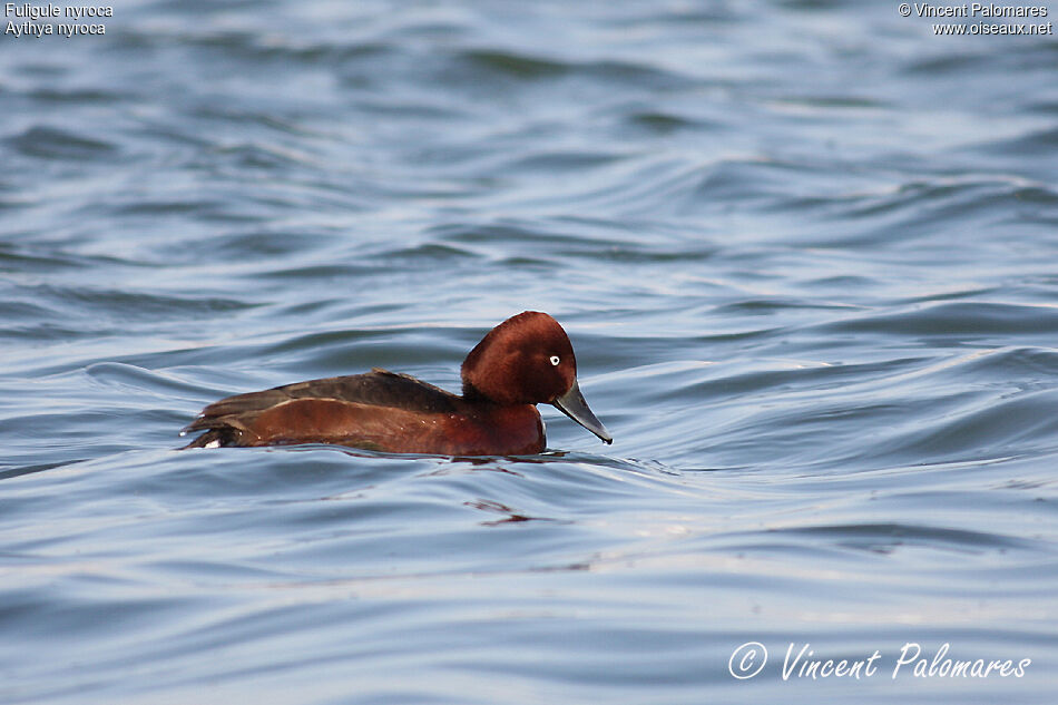 Ferruginous Duck male adult