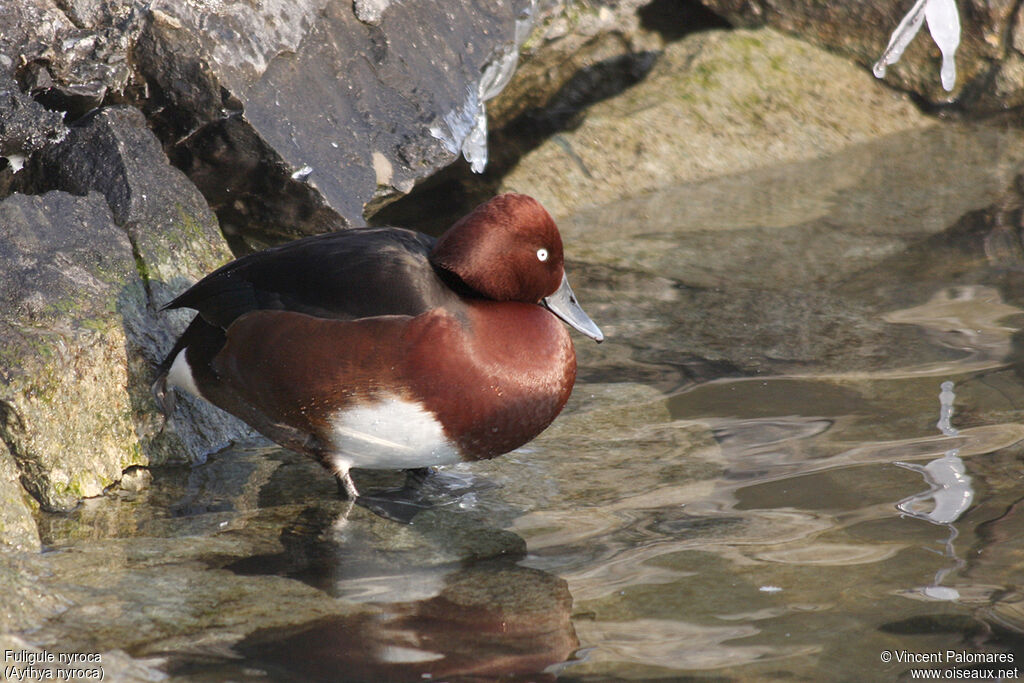 Ferruginous Duck male