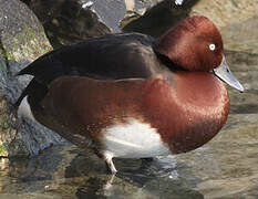 Ferruginous Duck