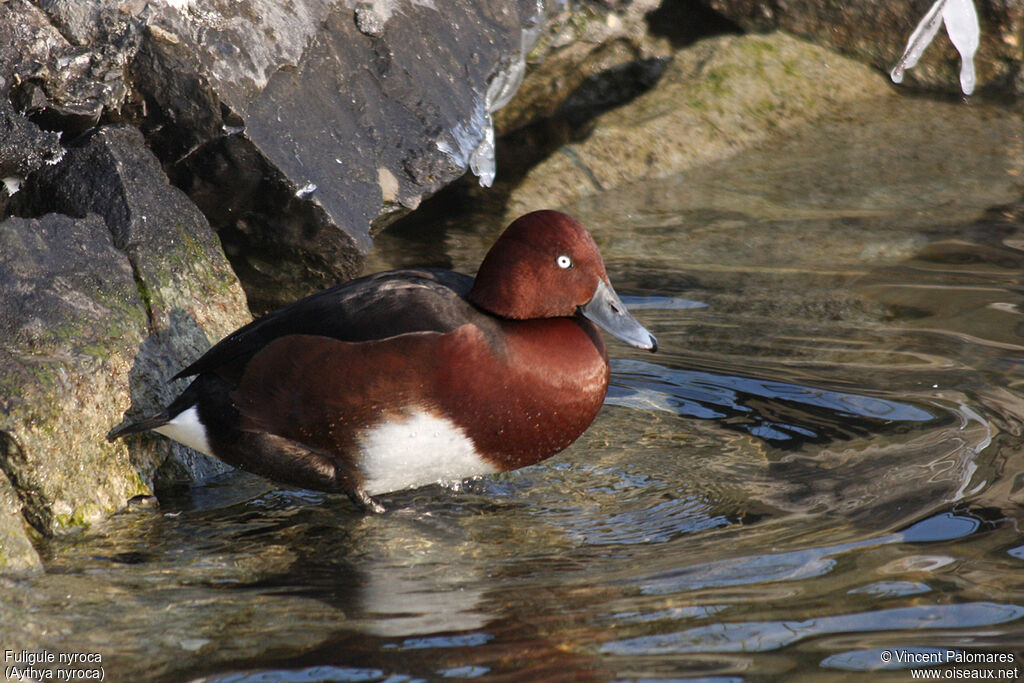 Ferruginous Duck male