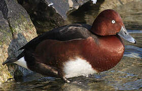 Ferruginous Duck