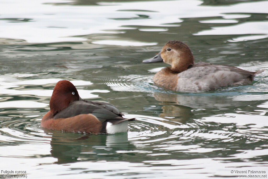 Ferruginous Duck male