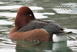 Ferruginous Duck