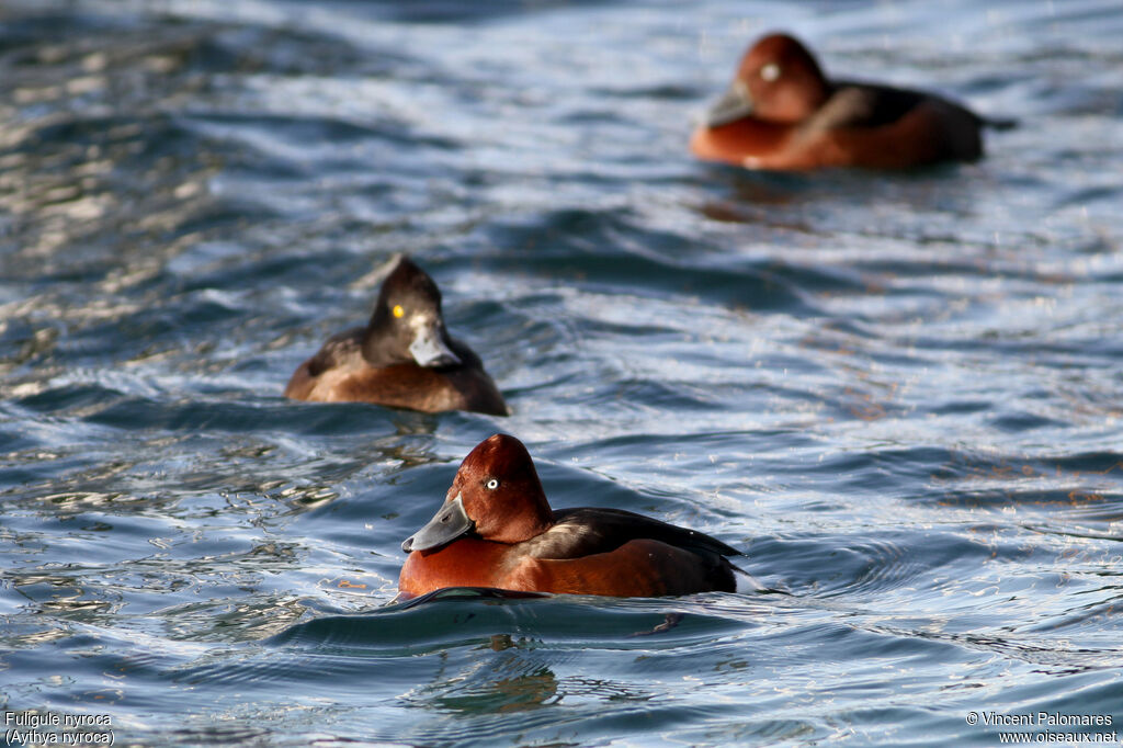 Ferruginous Duck male