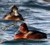 Ferruginous Duck