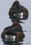 Ferruginous Duck