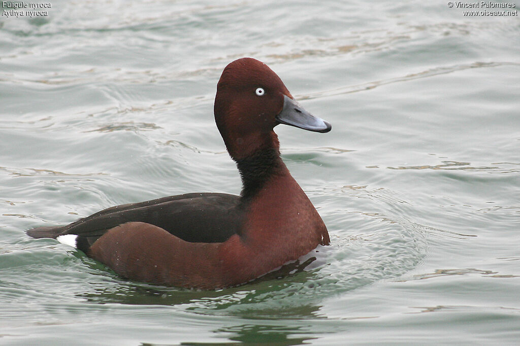 Ferruginous Duck