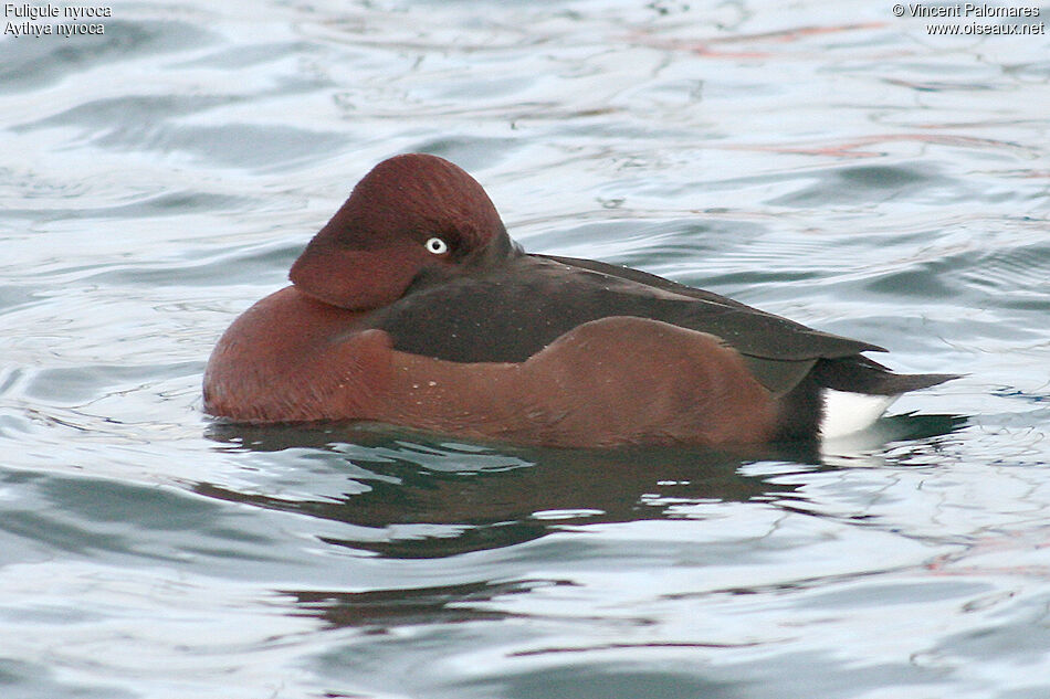 Ferruginous Duck