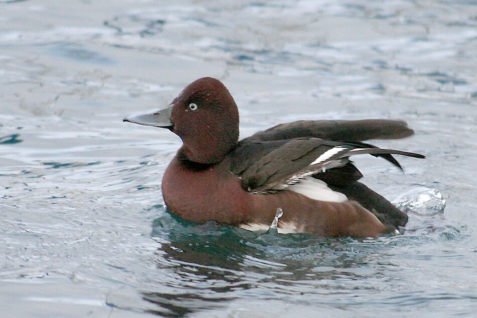 Ferruginous Duck