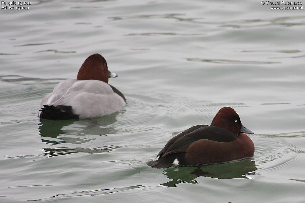 Ferruginous Duck male