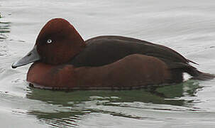 Ferruginous Duck