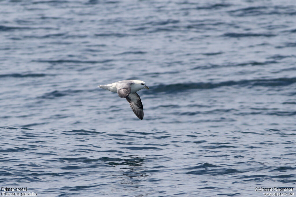 Northern Fulmar