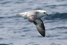 Fulmar boréal