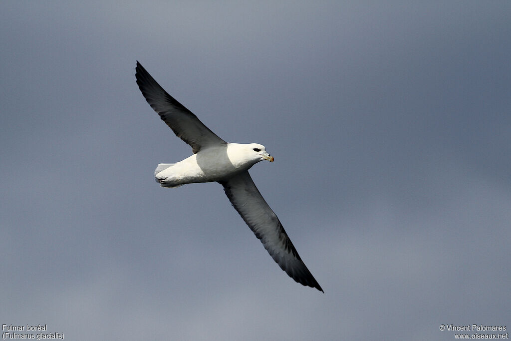 Northern Fulmar