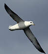 Fulmar boréal