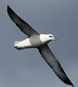 Northern Fulmar