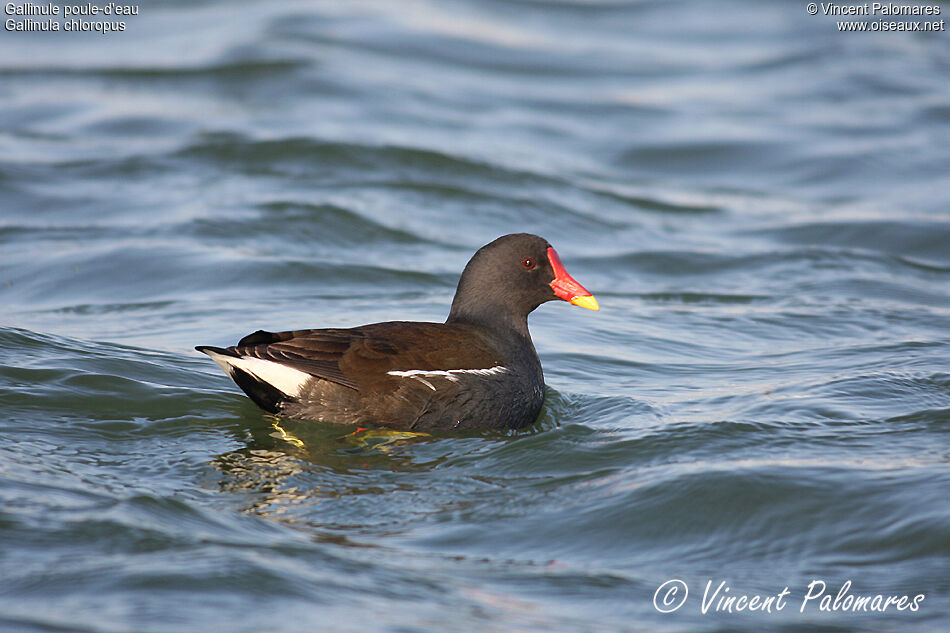 Gallinule poule-d'eauadulte