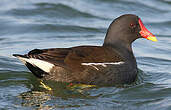 Gallinule poule-d'eau