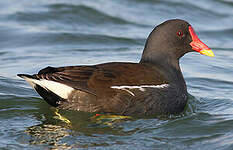 Gallinule poule-d'eau