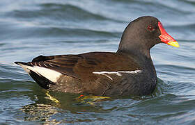 Gallinule poule-d'eau