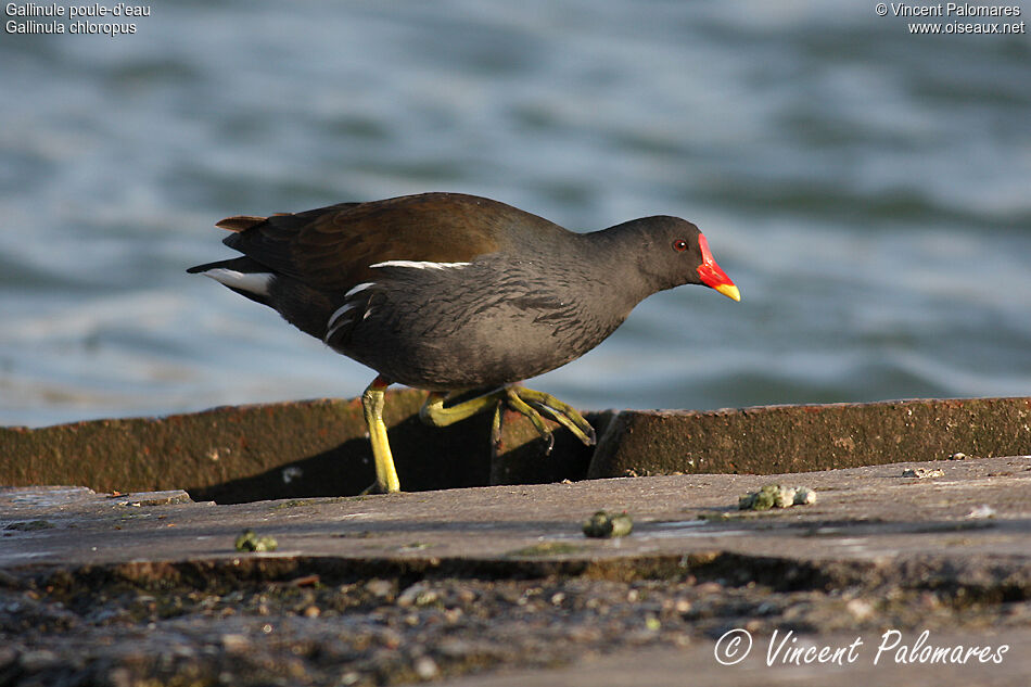 Common Moorhen