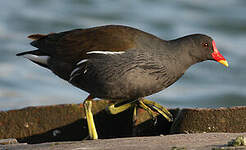 Gallinule poule-d'eau