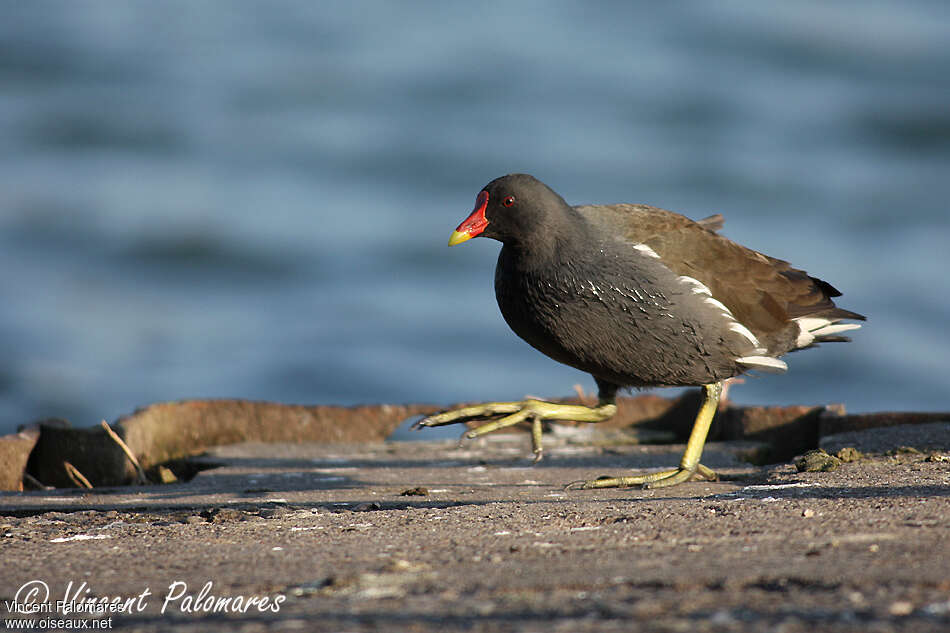 Gallinule poule-d'eauadulte nuptial, identification