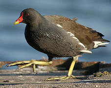 Gallinule poule-d'eau