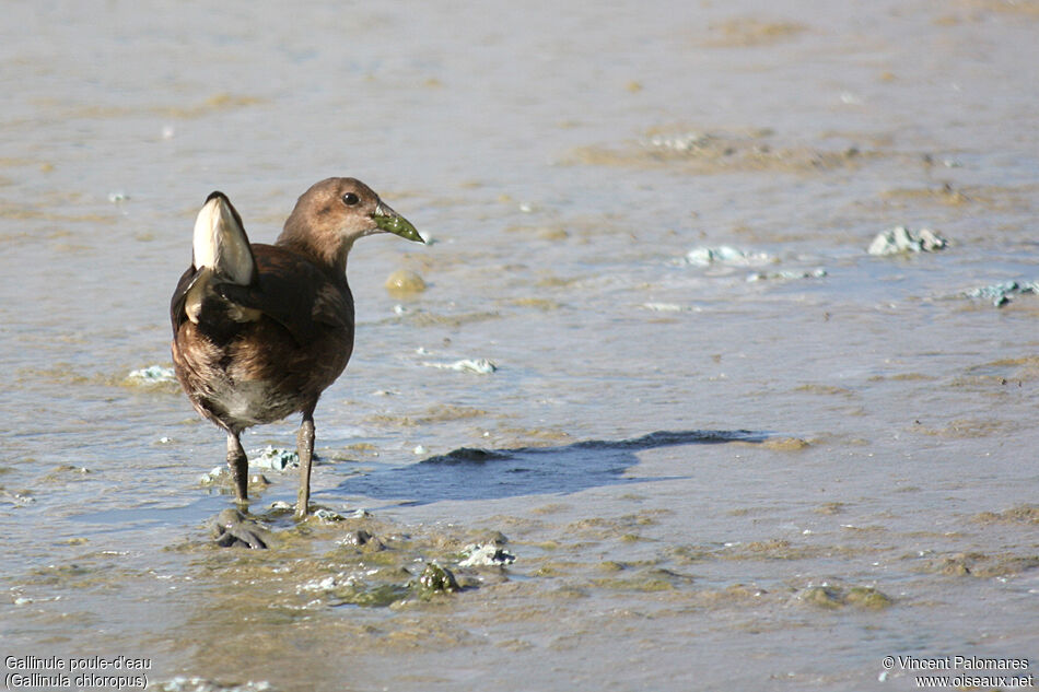 Common Moorhen