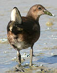 Gallinule poule-d'eau