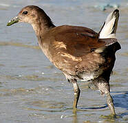 Common Moorhen