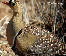 Double-banded Sandgrouse