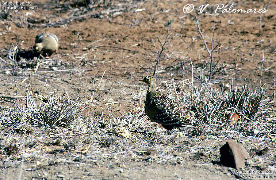 Double-banded Sandgrouse