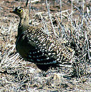 Double-banded Sandgrouse