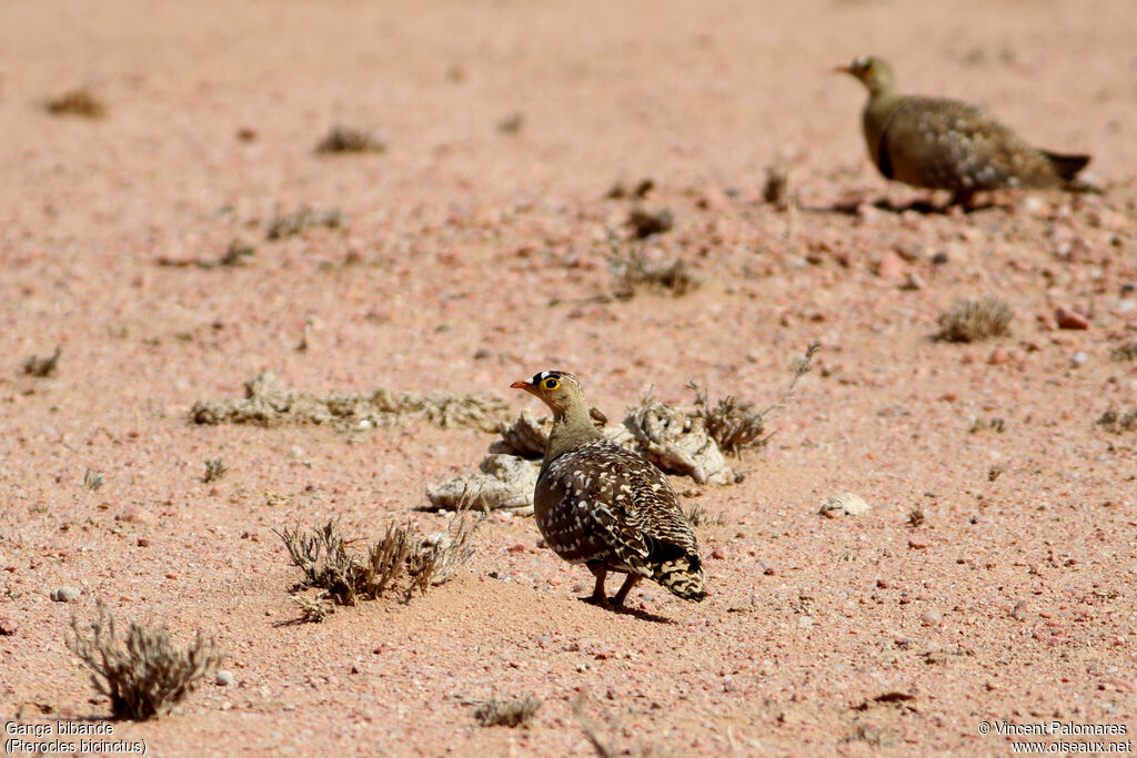 Double-banded Sandgrouse