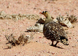 Double-banded Sandgrouse