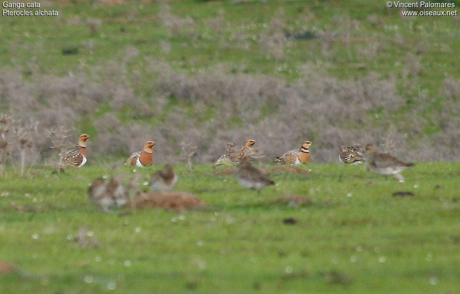 Pin-tailed Sandgrouse