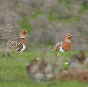 Pin-tailed Sandgrouse